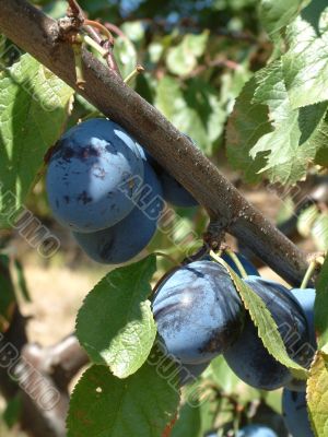 plum tree