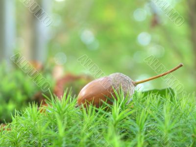 Fallen acorn