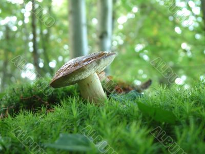 Boletus badius