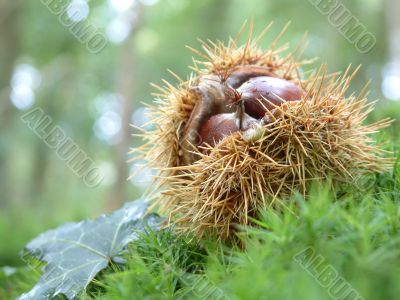 chestnuts