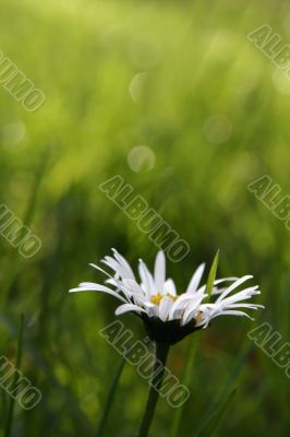 First daisy