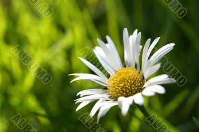 First daisy horizontal