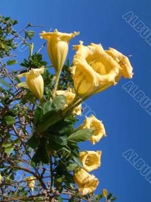 Tropical yellow flowers