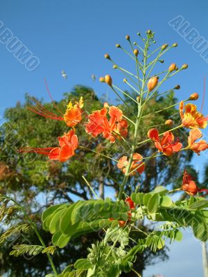 Tropical orange flowers