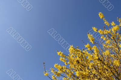 Yellow Forsythia