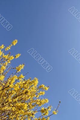 Yellow Forsythia