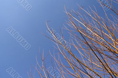 Golden branchs