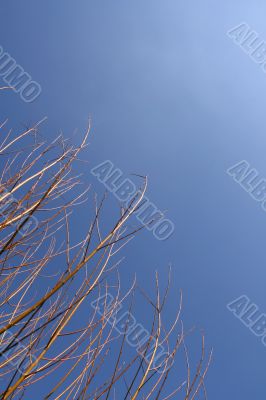 Golden branchs