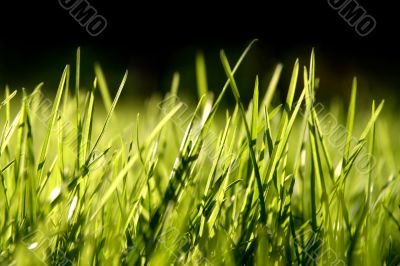 Grass blades