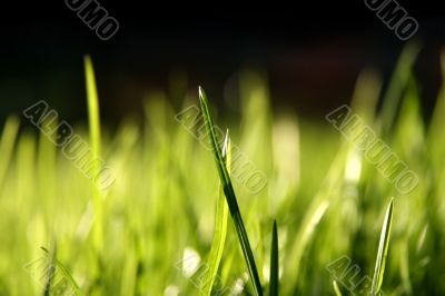 Blurry grass blades