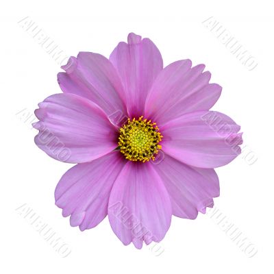 Purple flower
