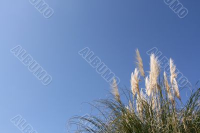 Pampas grass