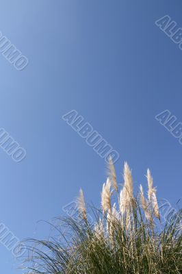 Pampas grass