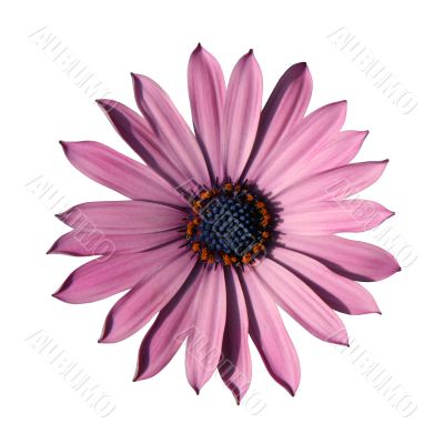 Pink osteospermum