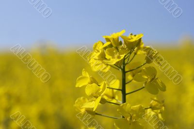 Rape flower