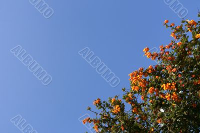 Shrub with red berries