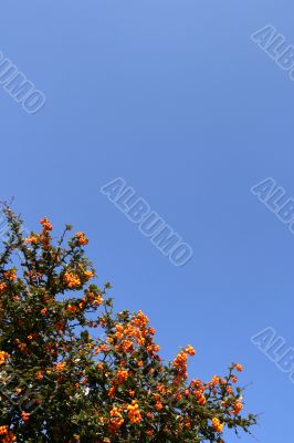 Shrub with red berries