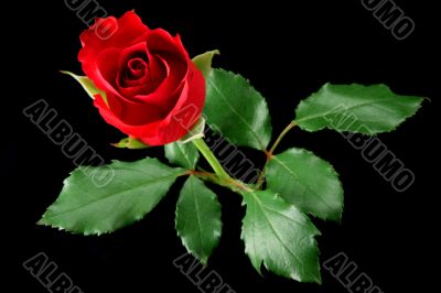 Red rose isolated on black