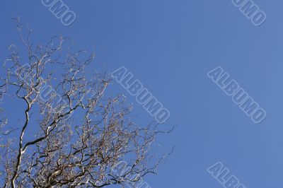 Sinuous tree