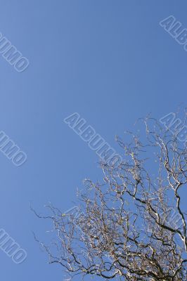 Sinuous tree