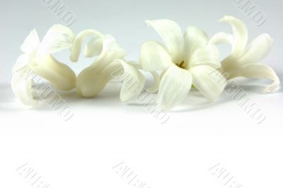 Spring header