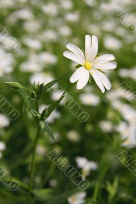 Stellaria holostea