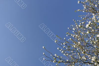 Shrub with white flowers