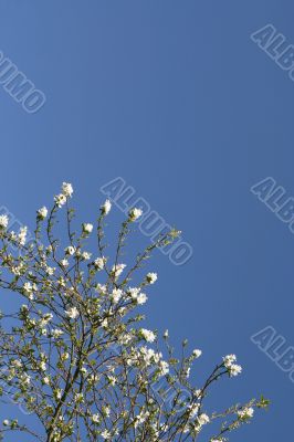 Shrub with white flowers