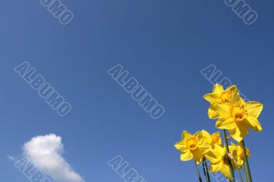 Yellow jonquils