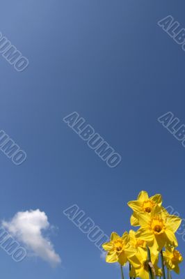 Yellow jonquils