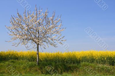 Absolutely spring