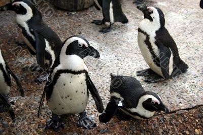 Penguins