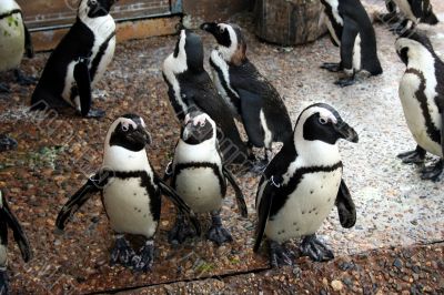 Penguins
