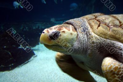 Sea turtle