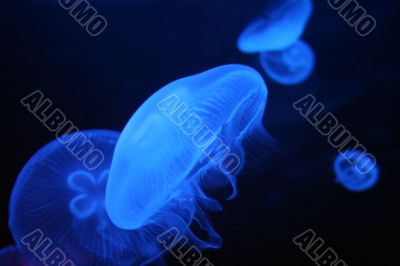 Jellyfish