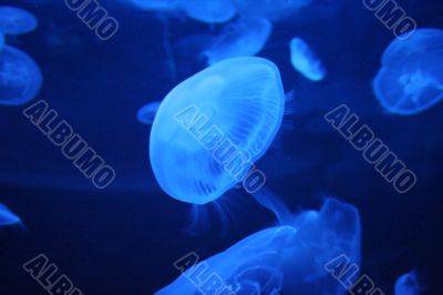 Jellyfish