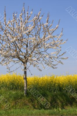 Absolutely spring