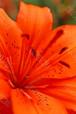 orange lily