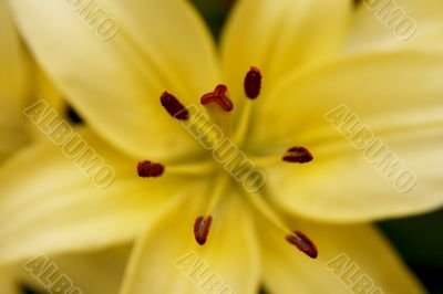 white lily macro