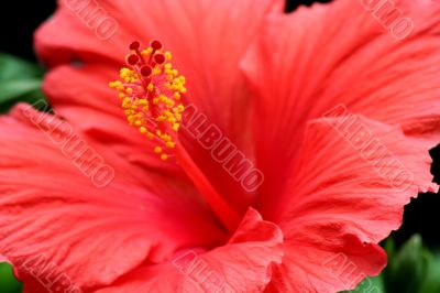 Red Hibiscus Flower