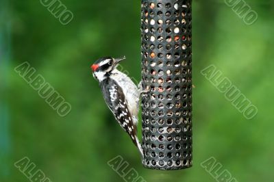 Downey Woodpecker at birdfeeder