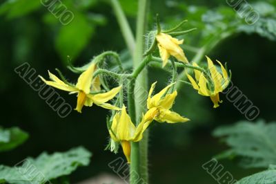 Tomato Flowers