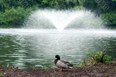 Mallard in front of fountain