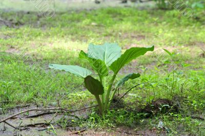 Swamp plant