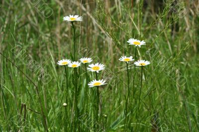 Daisies
