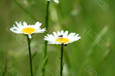 Daisy with fly