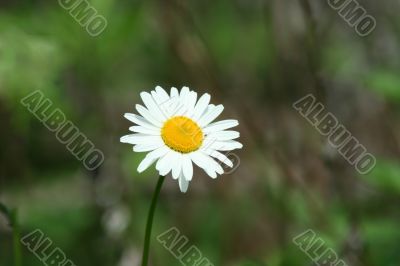 Daisy with bug