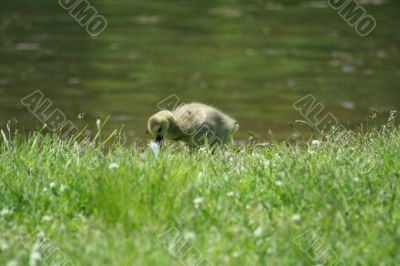 Young gosling