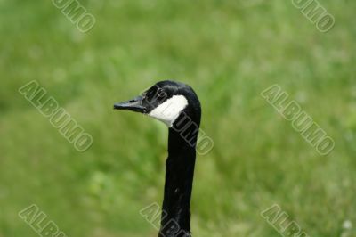Canadian Goose