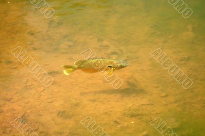 Sunfish